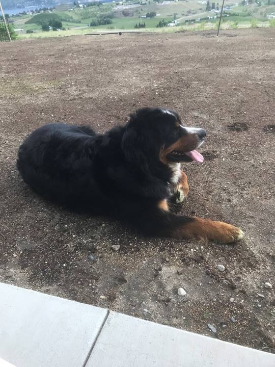 A dog lying on the ground

Description automatically generated with medium confidence